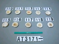 藏品(芋螺貝)的圖片